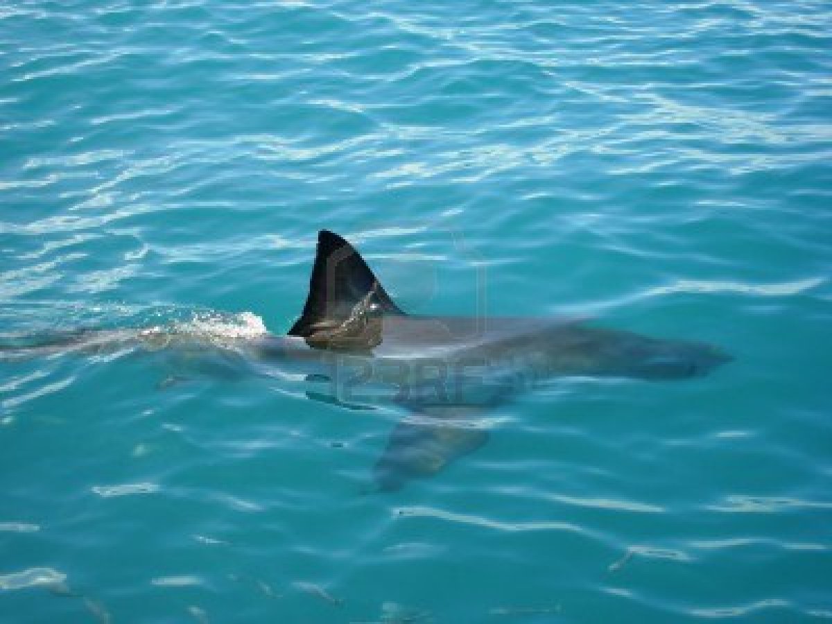 requin 8.jpg